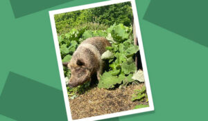 Vera the pig